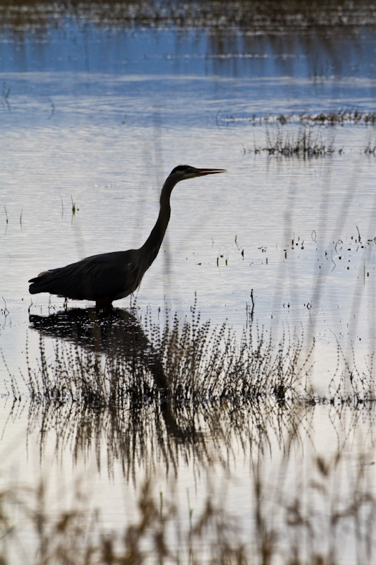 Great Blue Heron